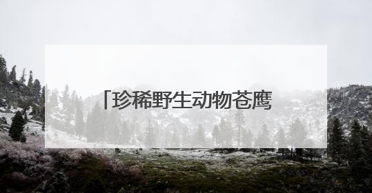 珍稀野生动物苍鹰首次现身三峡坝区