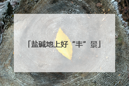 盐碱地上好“丰”景