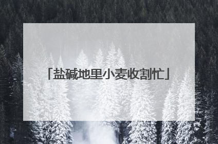 盐碱地里小麦收割忙