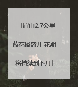 眉山2.7公里蓝花楹盛开 花期将持续到下月