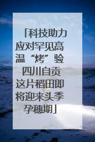 科技助力应对罕见高温“烤”验 四川自贡这片稻田即将迎来头季孕穗期