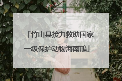 竹山县接力救助国家一级保护动物海南鳽
