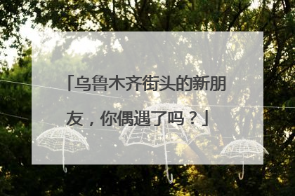 乌鲁木齐街头的新朋友，你偶遇了吗？