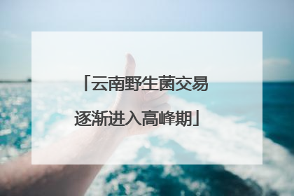 云南野生菌交易逐渐进入高峰期