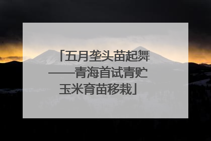五月垄头苗起舞——青海首试青贮玉米育苗移栽