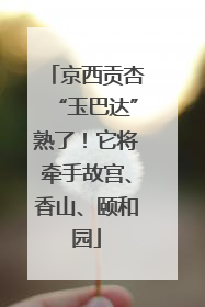 京西贡杏“玉巴达”熟了！它将牵手故宫、香山、颐和园