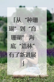 从“种珊瑚”到“育珊瑚” 海底“造林”有了新进展