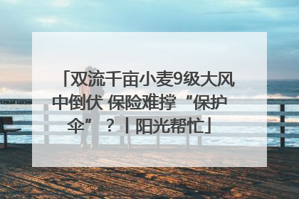 双流千亩小麦9级大风中倒伏 保险难撑“保护伞”？丨阳光帮忙