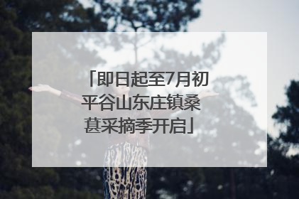 即日起至7月初 平谷山东庄镇桑葚采摘季开启
