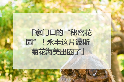 家门口的“秘密花园”！永丰这片波斯菊花海美出圈了