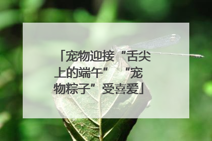 宠物迎接“舌尖上的端午” “宠物粽子”受喜爱