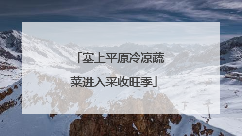 塞上平原冷凉蔬菜进入采收旺季