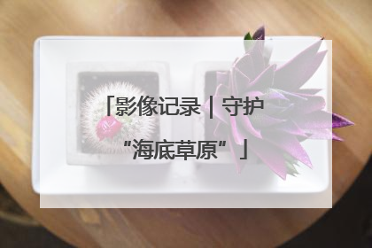 影像记录｜守护“海底草原”