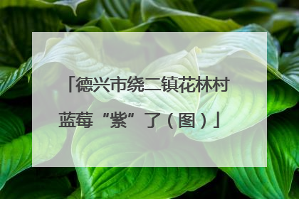 德兴市绕二镇花林村蓝莓“紫”了（图）