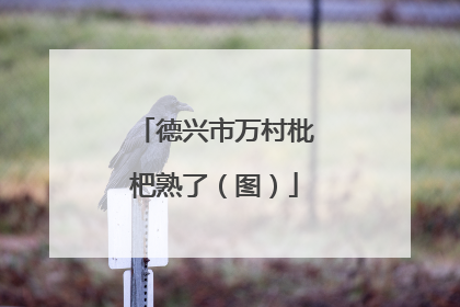 德兴市万村枇杷熟了（图）