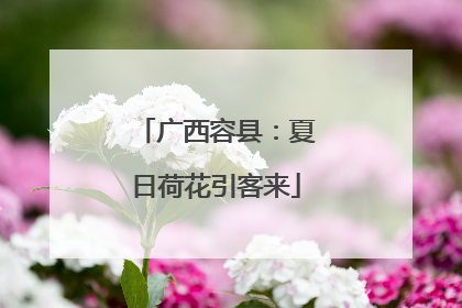 广西容县：夏日荷花引客来