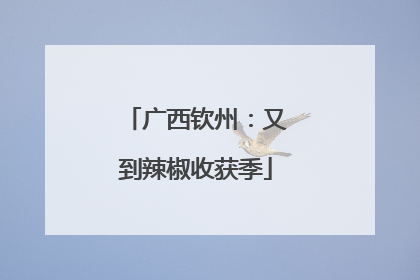 广西钦州：又到辣椒收获季