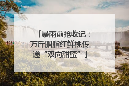 暴雨前抢收记：万斤胭脂红鲜桃传递“双向甜蜜”