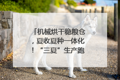 机械烘干稳粮仓，夏收夏种一体化！“三夏”生产跑出加速度｜麦报