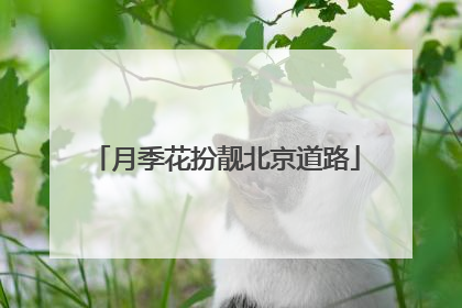 月季花扮靓北京道路