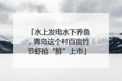 水上发电水下养鱼，青岛这个村百亩竹节虾抢“鲜”上市