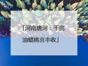 河南唐河：千亩油蟠桃喜丰收