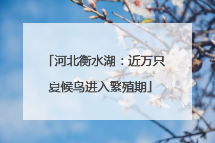 河北衡水湖：近万只夏候鸟进入繁殖期