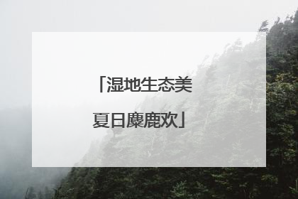湿地生态美 夏日麋鹿欢