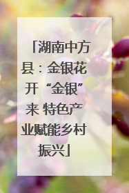 湖南中方县：金银花开“金银”来 特色产业赋能乡村振兴