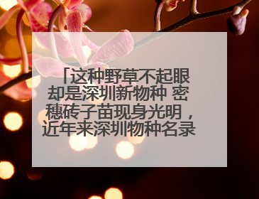 这种野草不起眼 却是深圳新物种 密穗砖子苗现身光明，近年来深圳物种名录不断刷新