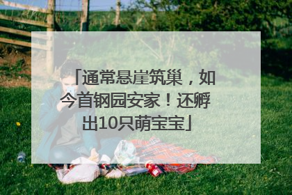 通常悬崖筑巢，如今首钢园安家！还孵出10只萌宝宝