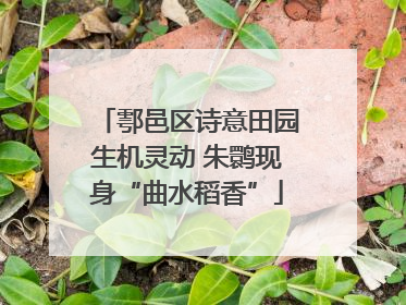 鄠邑区诗意田园生机灵动 朱鹮现身“曲水稻香”
