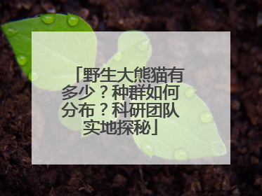 野生大熊猫有多少？种群如何分布？科研团队实地探秘