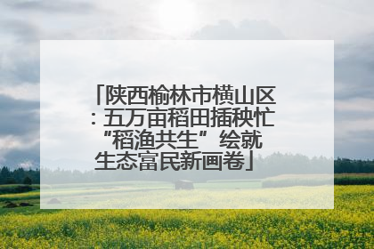 陕西榆林市横山区：五万亩稻田插秧忙 “稻渔共生”绘就生态富民新画卷