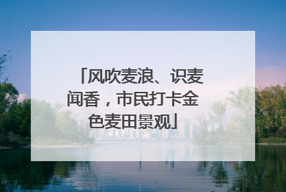 风吹麦浪、识麦闻香，市民打卡金色麦田景观